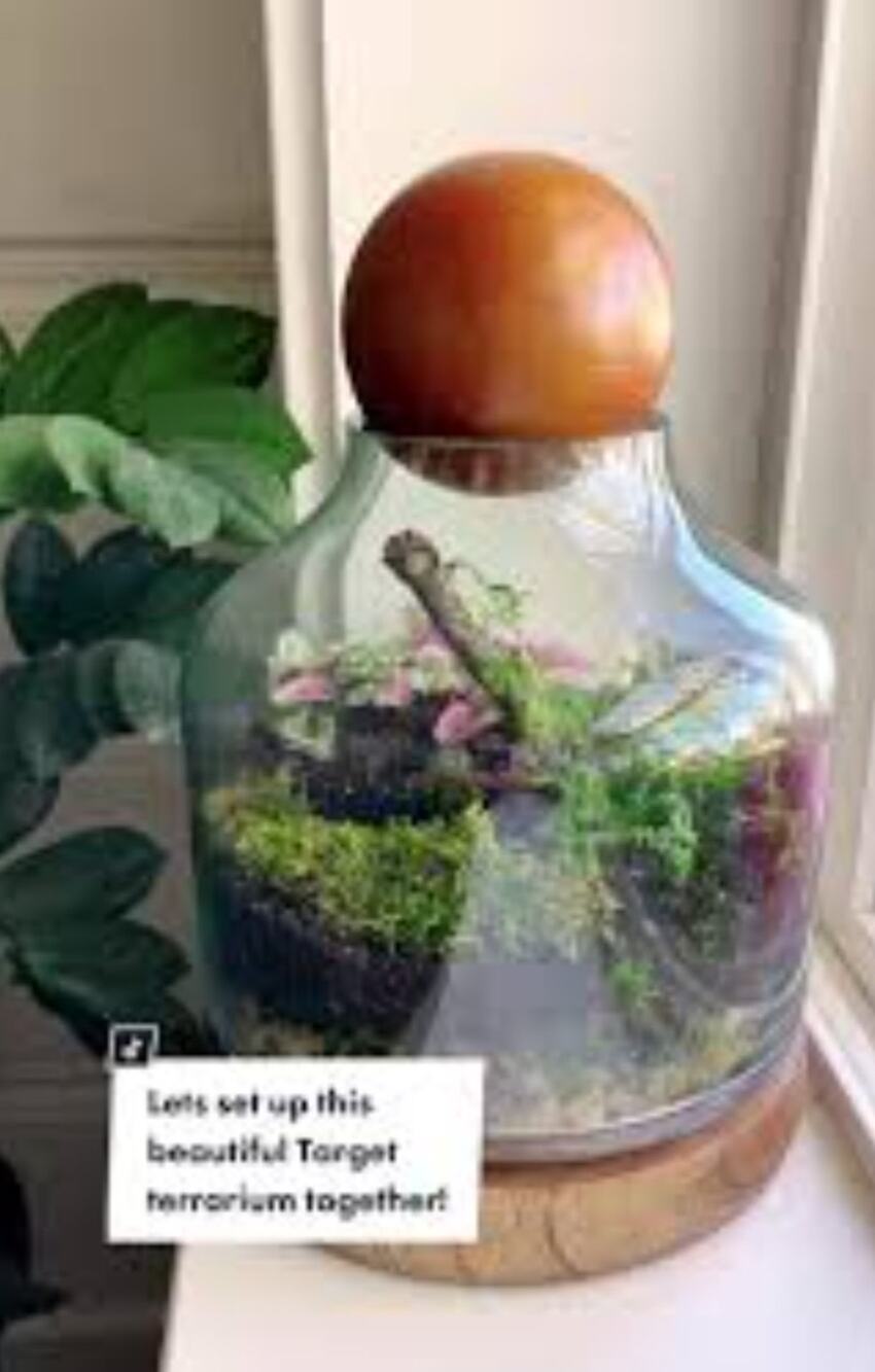 Smith & Hawken Mill Valley, 10" Glass and Wood Ball / Base Terrarium NIB